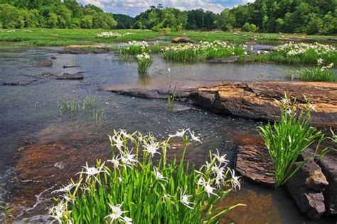 Flint River | American Rivers