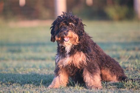 F1 Mini Bernedoodle Adult