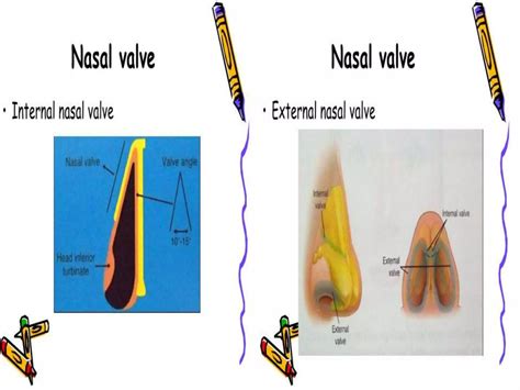 Nasal Septum And Septoplasty Ppt