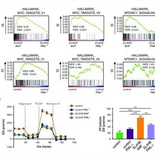 Pml Activates Metabolic Pathways In Elane I F Hpcs A Gsea Comparing