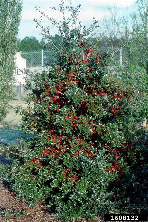 Yaupon Ilex Vomitoria