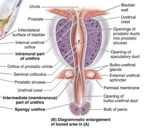 Pelvis And Perineum Flashcards Quizlet