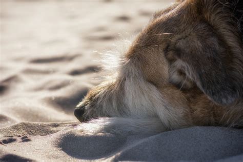 Conoscete Argo Ecco La Storia Del Cane Di Ulisse