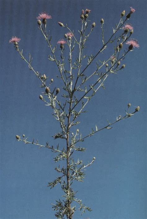 Spotted Knapweed Identification And Control Centaurea Stoebe King County