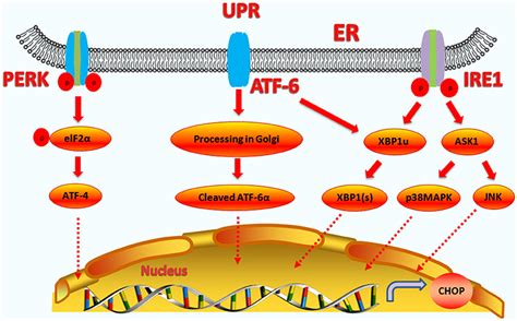 Frontiers The C Ebp Homologous Protein Chop Transcription Factor