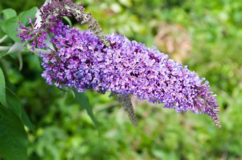 Hoe Verschillende Soorten Vlinderstruik Snoeien Fleur Flower