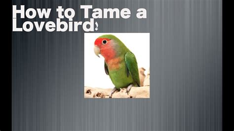 Tutorials How To Tame A Lovebird Youtube