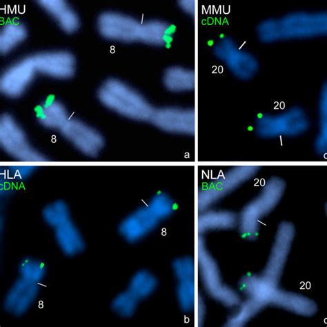 Hybridization Of Pkd1 Probes On Gorilla And Orangutan Chromosomes One