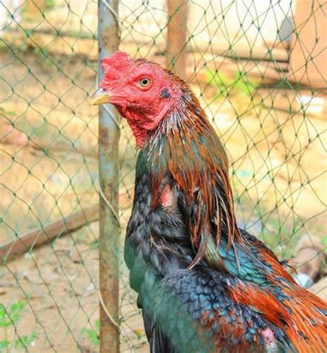 Dark Aseel (Asil) Chicken - Chicks for Sale | Cackle Hatchery®