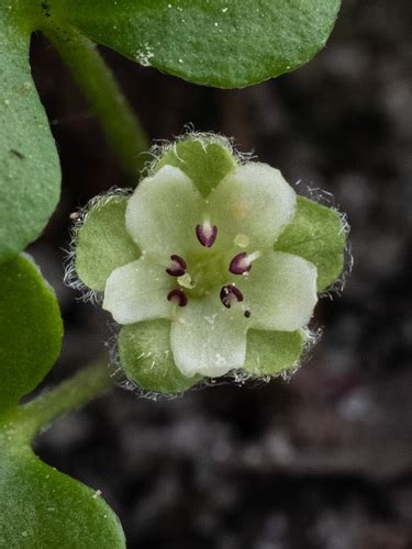 Carolina ponysfoot (Dichondra carolinensis) · iNaturalist Guatemala