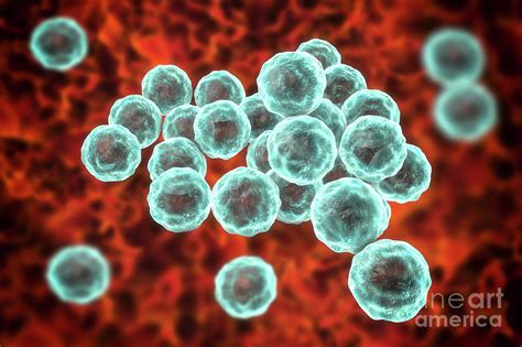 Chlamydia Trachomatis Bacteria 8 By Science Photo Library