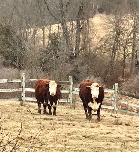 Two Cows | Paint Party Farm