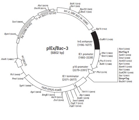 Piexbac 3载体质粒图谱 优宝生物