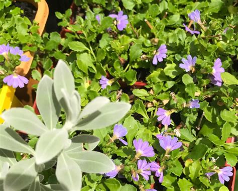 Scaevola Albida ‘mauve Clusters Fan Flower The Plant Cellar