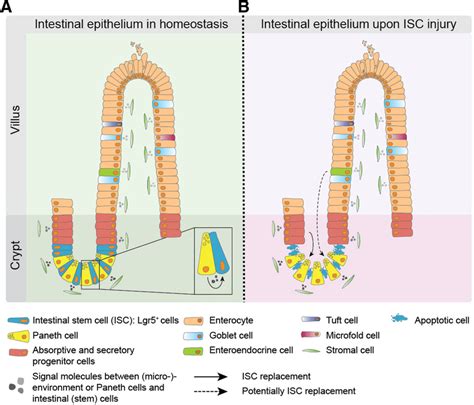 The Intestinal Epithelium A The Intestinal Lining Consists Of An Download Scientific Diagram