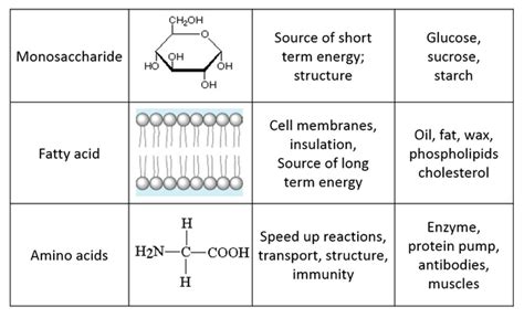 Compare The Chemical Structure And Functions Of Carbohydrates Lipids