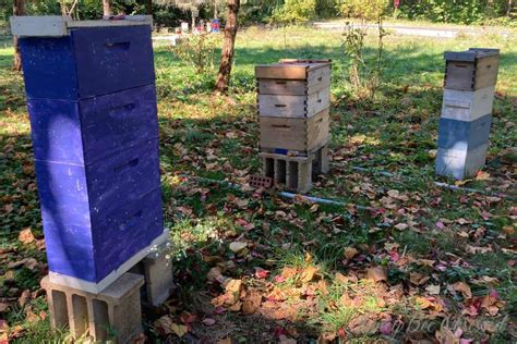 Can I Split Yet Top 3 Signs For When To Split Your Beehives Honey