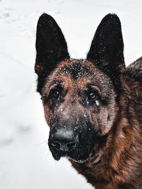 Premium Photo German Shepherd Portrait