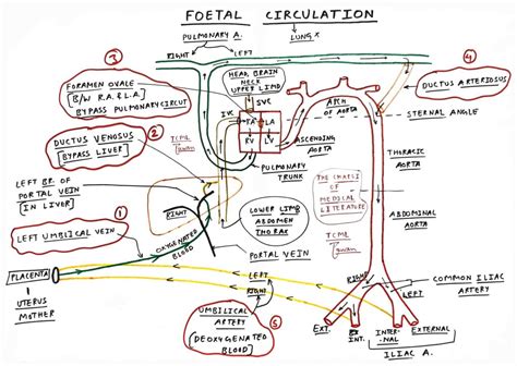 Fetal circulation - TCML - The Charsi of Medical Literature