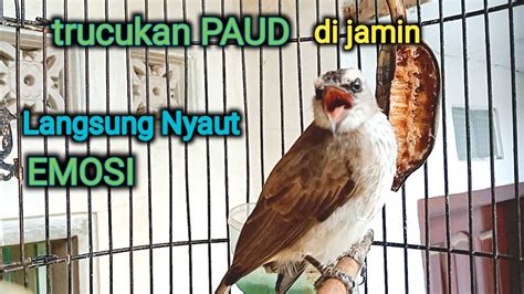 Trucukan Muda Gacor Ropel Panjang Ini Ampuh Buat Pancingan Jadikan