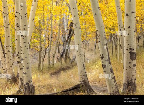 Close Up Of The Quaking Aspen Tree Trunks Populus Tremuloides With