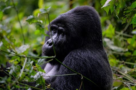 50 Amazing Apes Facts 