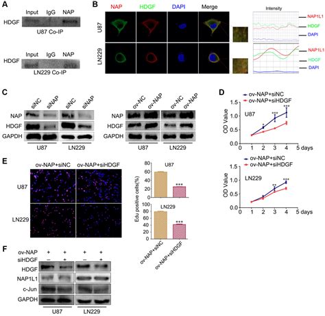 Nap L Promotes Proliferation And Chemoresistance In Glioma By Inducing