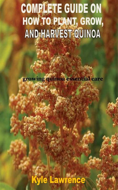 The Complete Guide On How To Plant Grow And Harvest Quinoa Growing