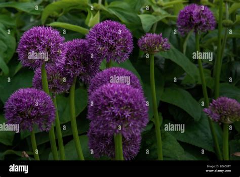 Spherical Purple Allium Flowers In The Green Leaf Background Allium