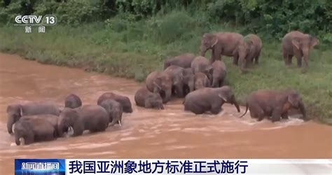 云南五项野生亚洲象保护地方标准施行中国网