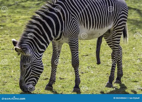 Zebra Als Een Gewekte Die Ezel Wordt Gehangen Seksueel Stock Foto Afbeelding Bestaande Uit