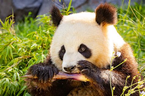 Sonntagsfrühstück bei den Pandas – Zoo Berlin
