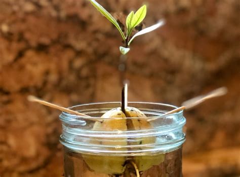 Tips For Growing Avocados Indoors From Seed Food Gardening Network