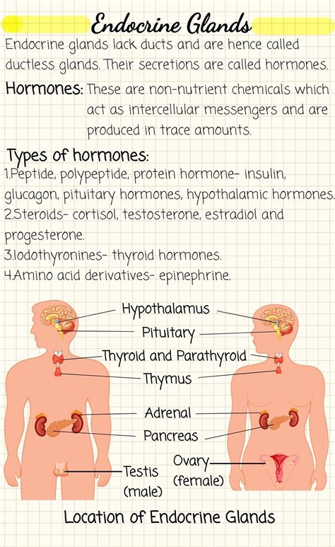 Endocrine Glands Hormones Artofit