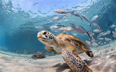 Wallpaper Turtle and fish, sea, underwater 2880x1800 Picture, Image