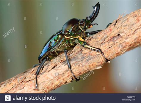 Rainbow Stag Beetle Phalacrognathus Muelleri Emerald Form