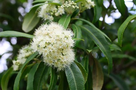 Australian Grow Guide: Lemon Myrtle Tree (Backhousia citriodora ...