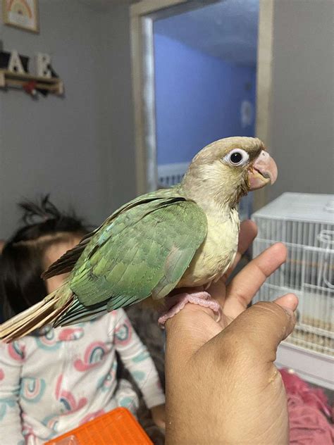 Cinnamon Green Cheek Conure