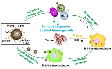 Tumor Microenvironment Remodeling And Tumor Therapy Based On M2 Like Tumor Associated Macrophage