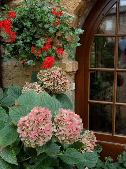 Geraniums And Hydrangea By Doorway Chateau De Cercy Burgundy France