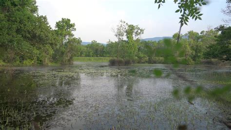 Mossy Lake and Swamp in the Mangrove Forest 26438989 Stock Video at