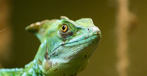 Green Lizard · Free Stock Photo