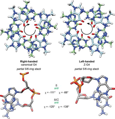 G4 Guide Basics Of G Quadruplex Structures