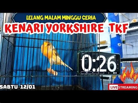 LIVE Lelang Malam Minggu Kenari Yorkshire TKF YouTube