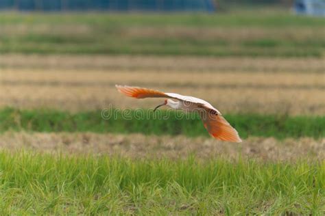 Toki or Japanese Crested Ibis or Nipponia Nippon Flying Over Rice Field ...