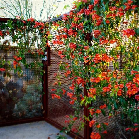 Schnellwachsende Kletterpflanze der richtigen Wahl für den Garten