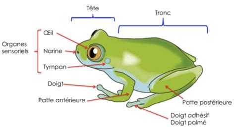 La Grenouille Appareils Organes Et Tissus Flashcards Quizlet