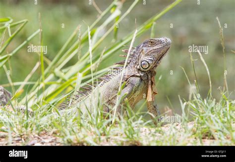Iguana (Iguana iguana Stock Photo - Alamy