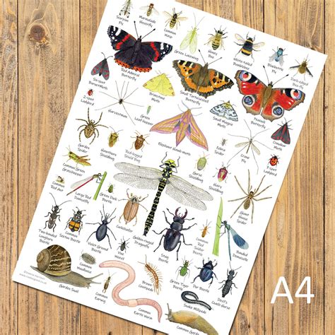 British Minibeasts, Invertebrates Identification A4 Card Poster