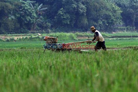 Tingkatkan Produktivitas Pertanian Inagro Cipta Nusantara Manfaatkan